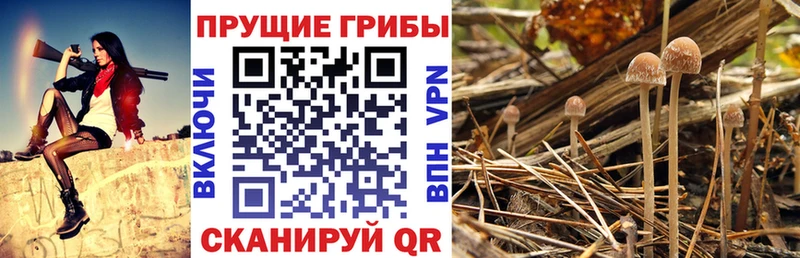 Купить  Омутнинск  Псилоцибиновые грибы прущие грибы 